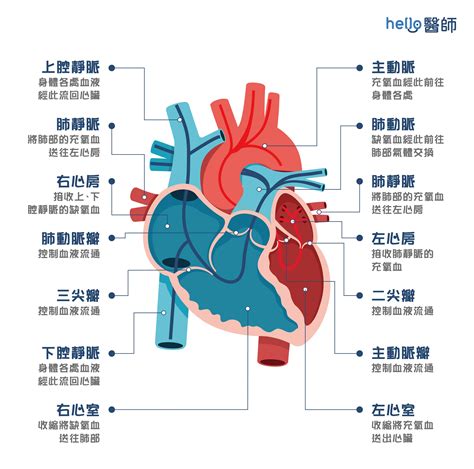 心臟旁邊是什麼